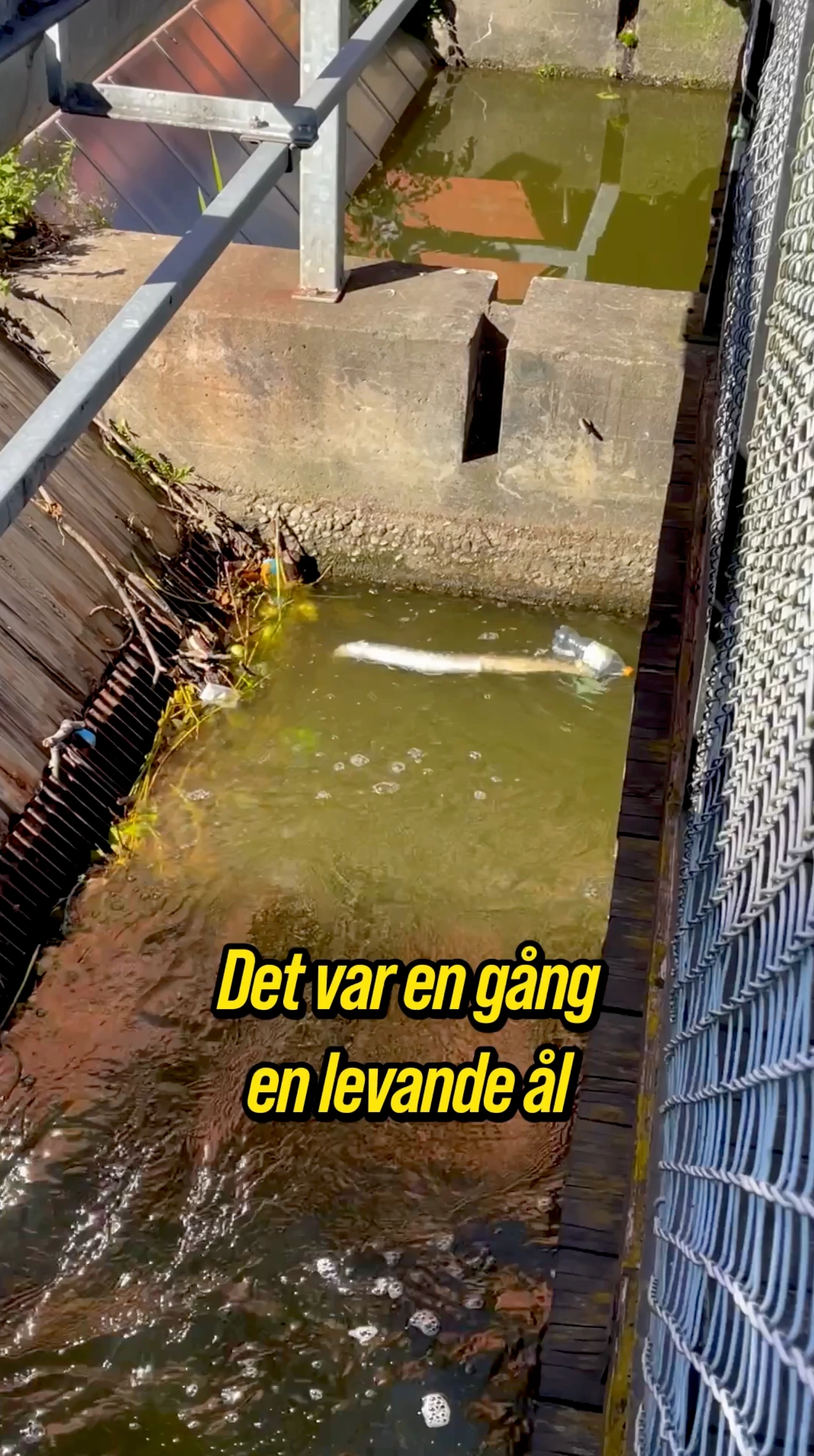 Vattendrag med en ål och texten ”Det var en gång en levande ål”.