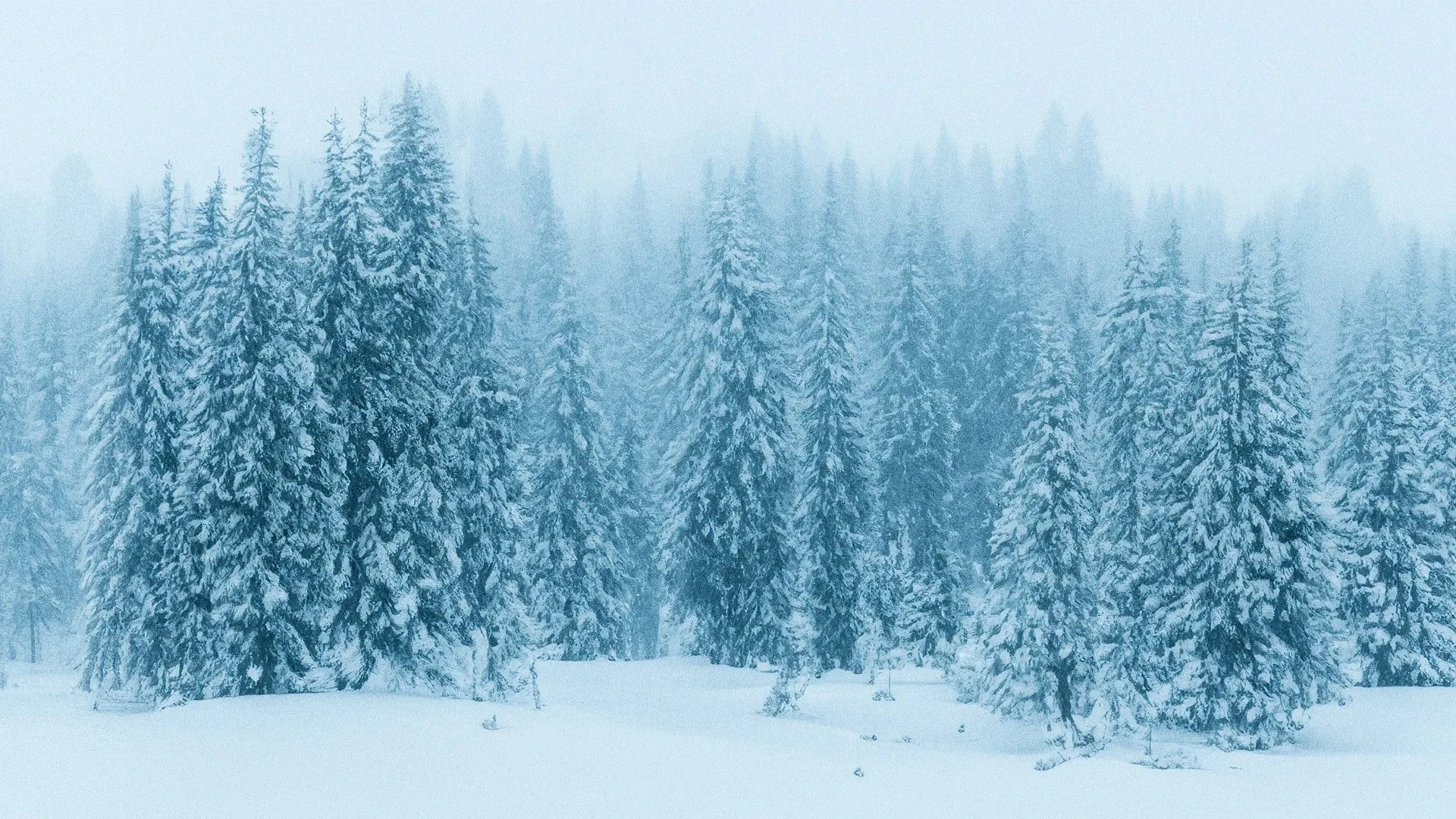 Snöigt vinterlandskap